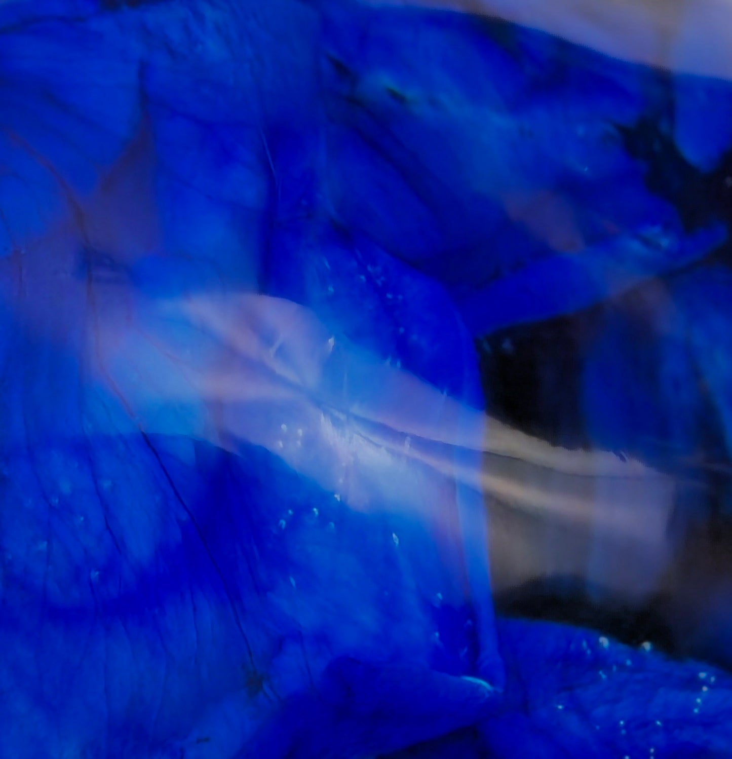 Blue Rose Petal Skull