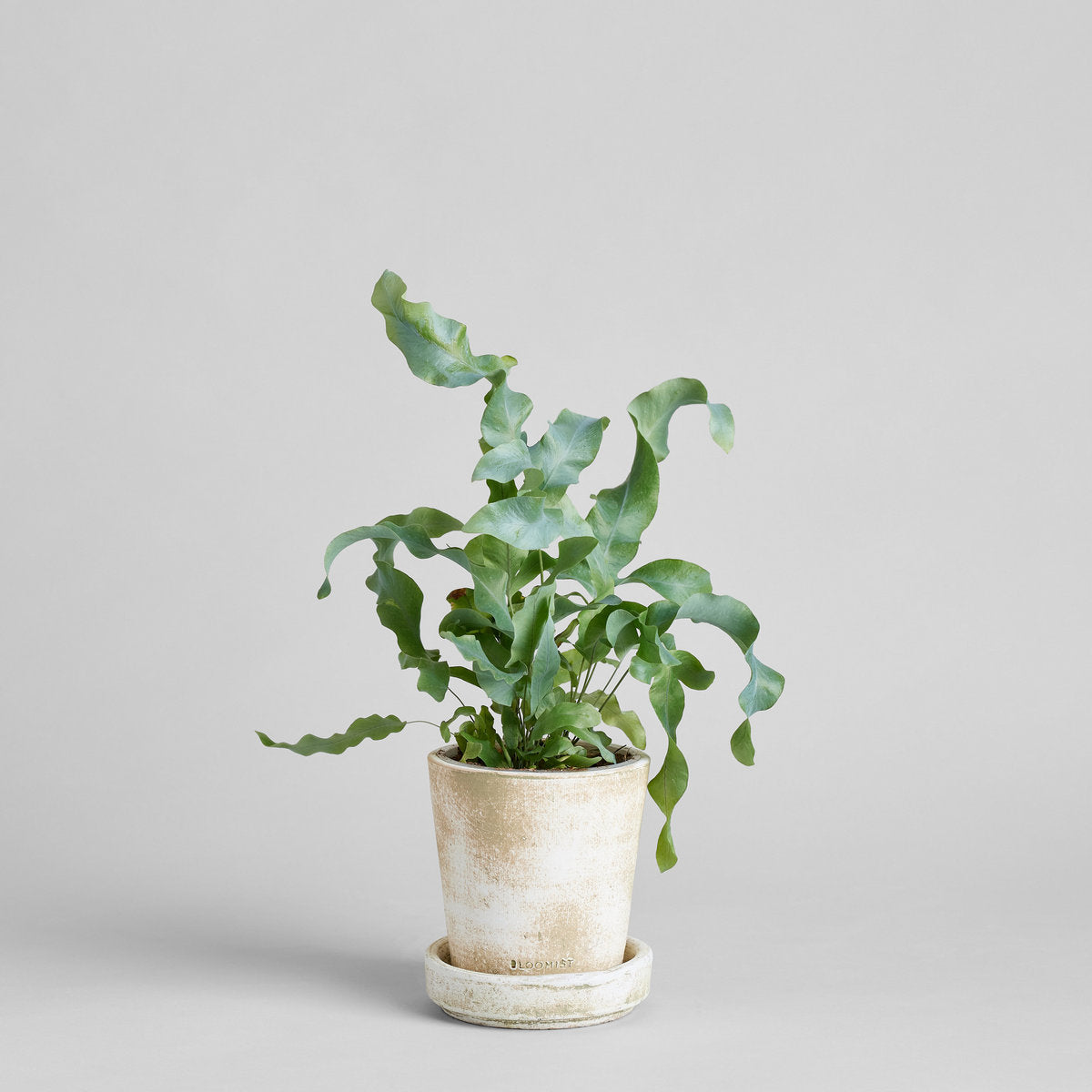 Tray for Basic Planter, White Patina