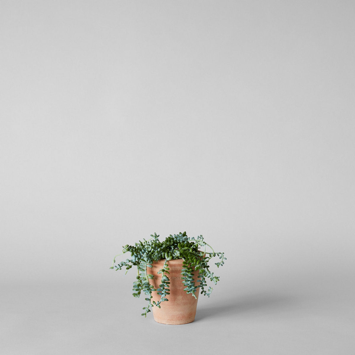 Whitewash Terracotta Studio Planter