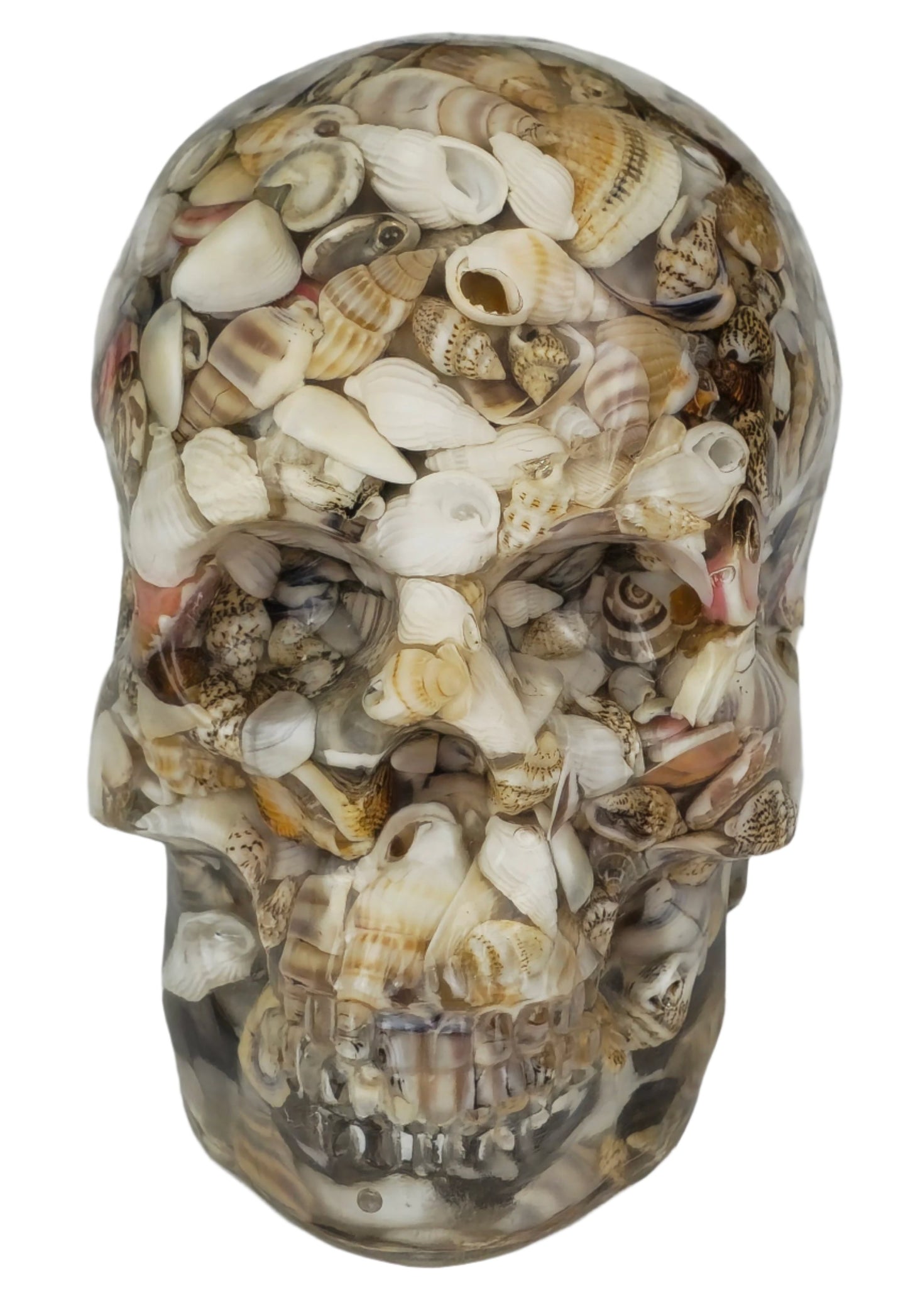 Seashell Skull