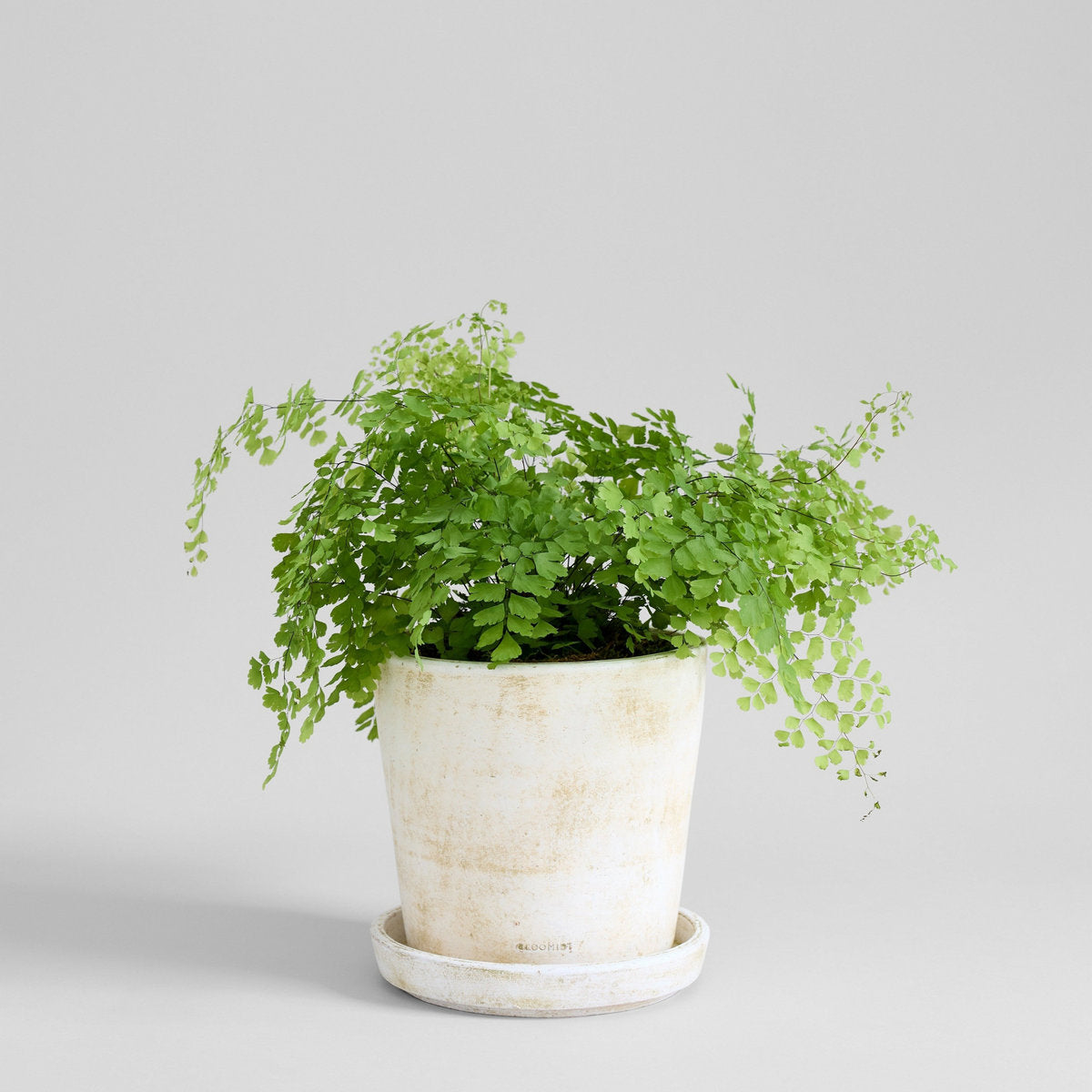 Basic Planter, White Patina