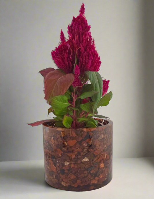 Red Snakeskin Jasper Planter 5.9"